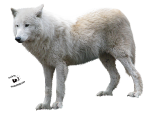 Wolf PNG-23193